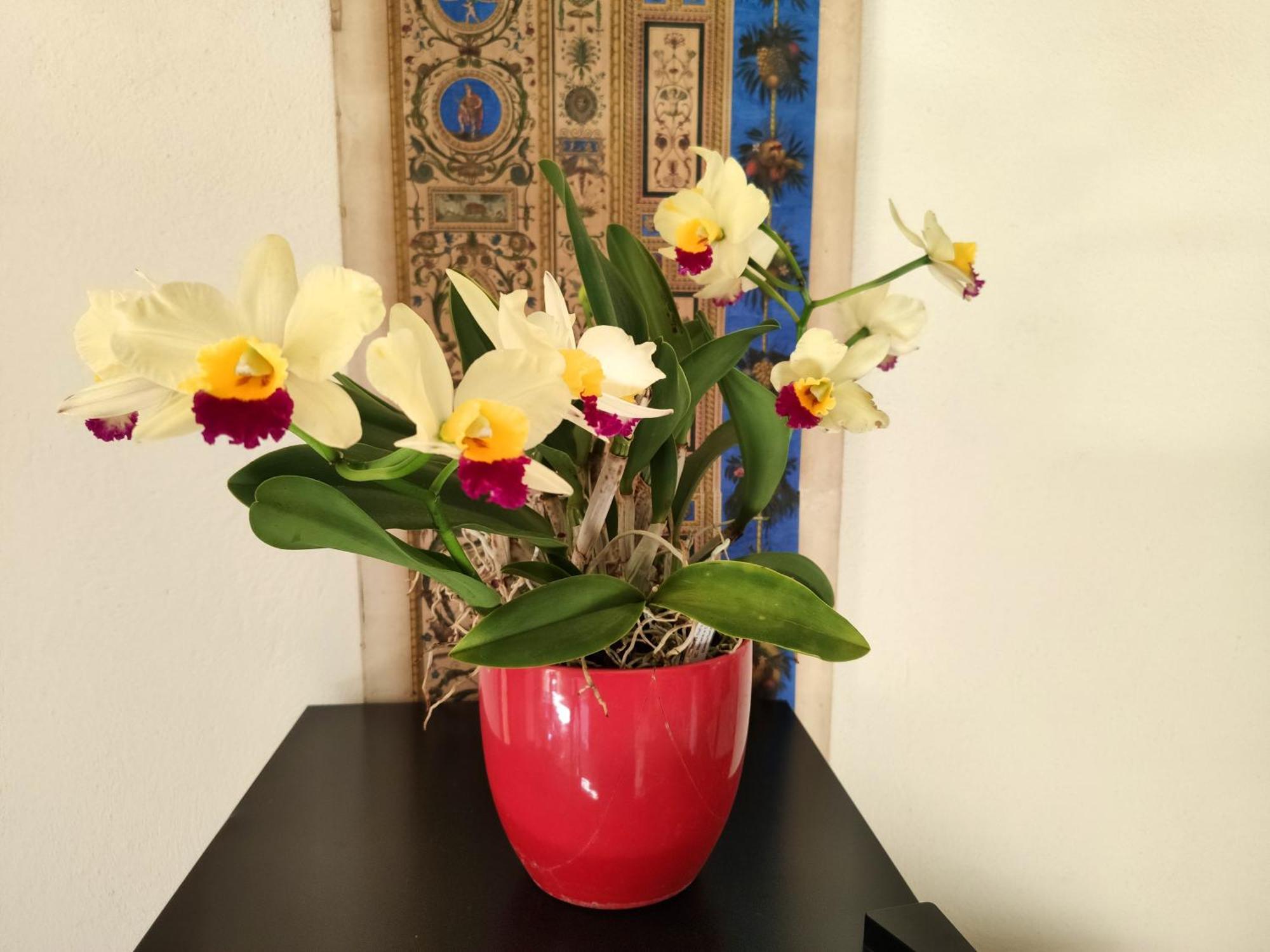 Piadena La Casa Nel Borgo Bed & Breakfast エクステリア 写真